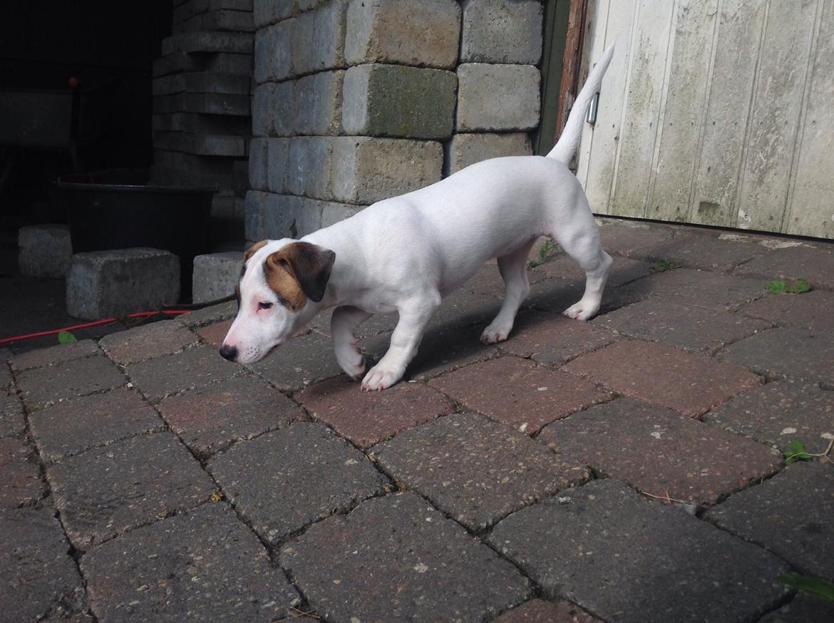 Jack russell terrier Amy billede 11