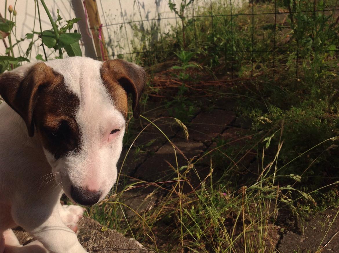 Jack russell terrier Amy billede 7