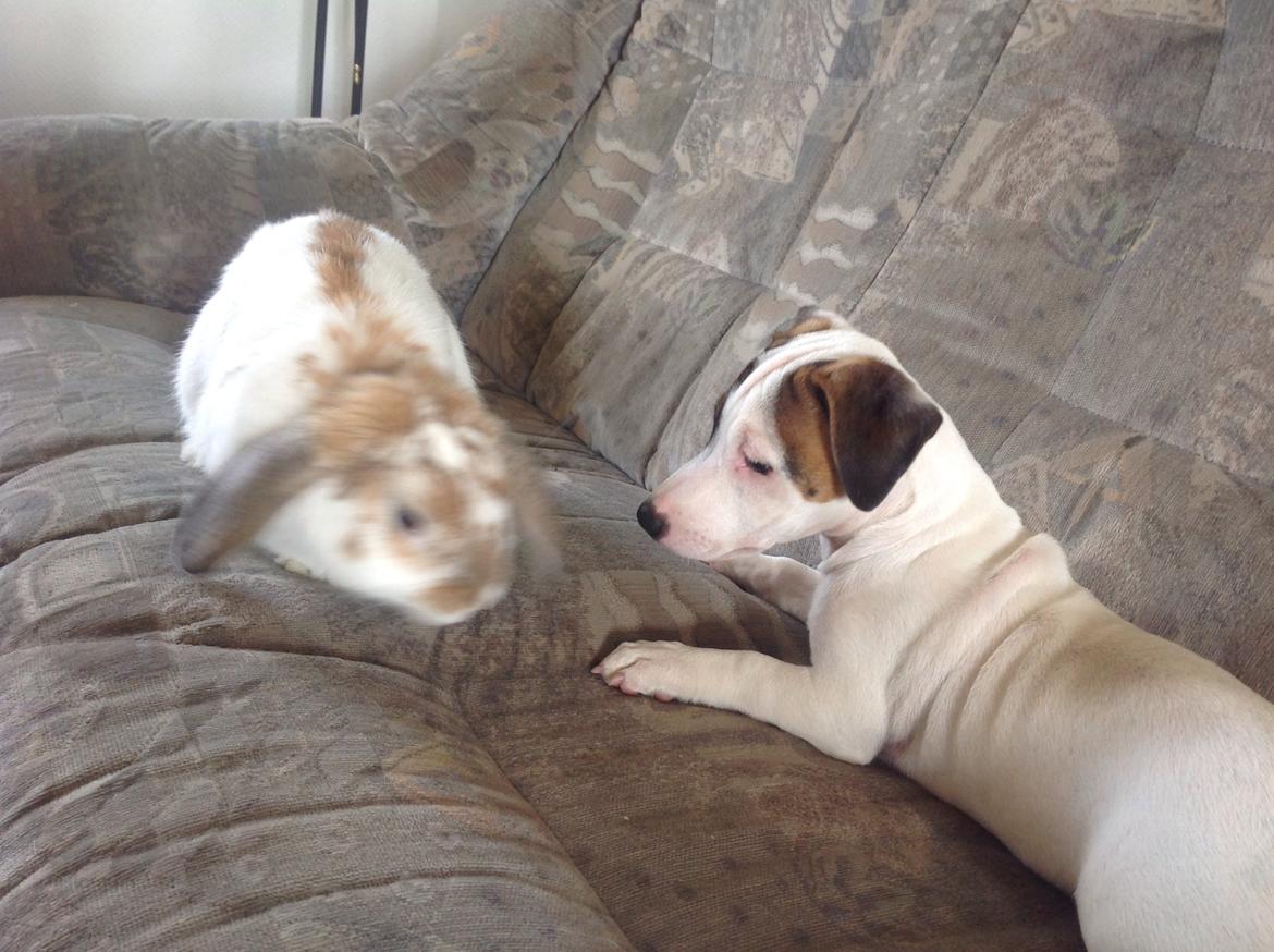 Jack russell terrier Amy billede 13