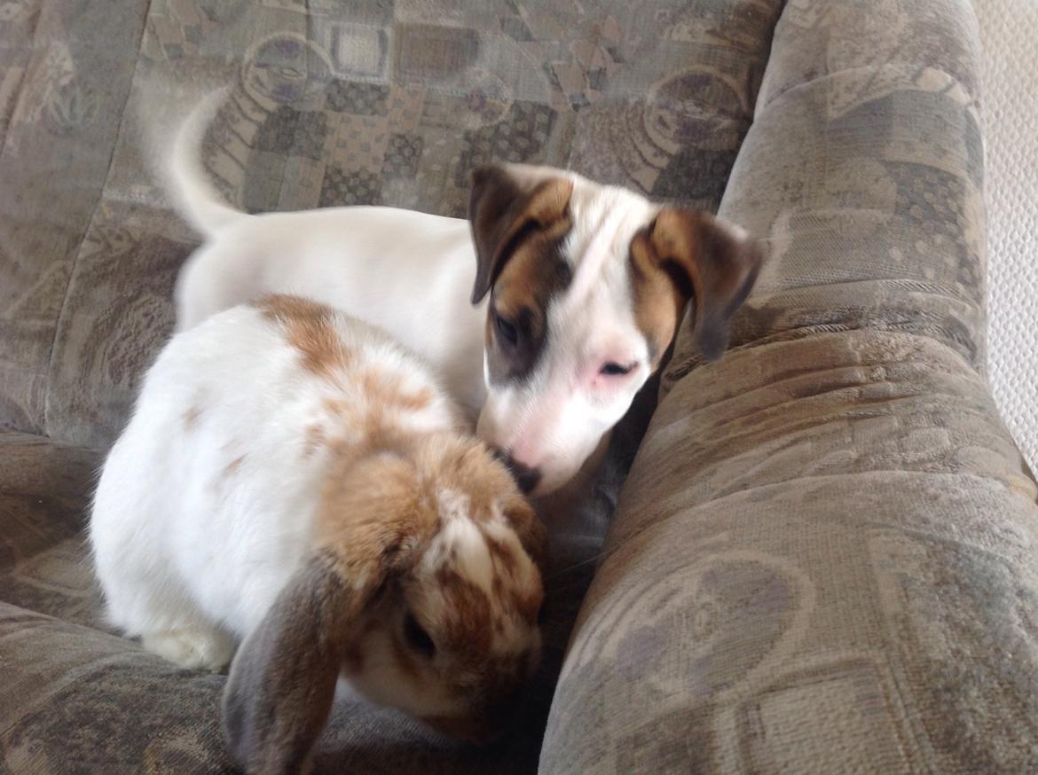 Jack russell terrier Amy billede 14