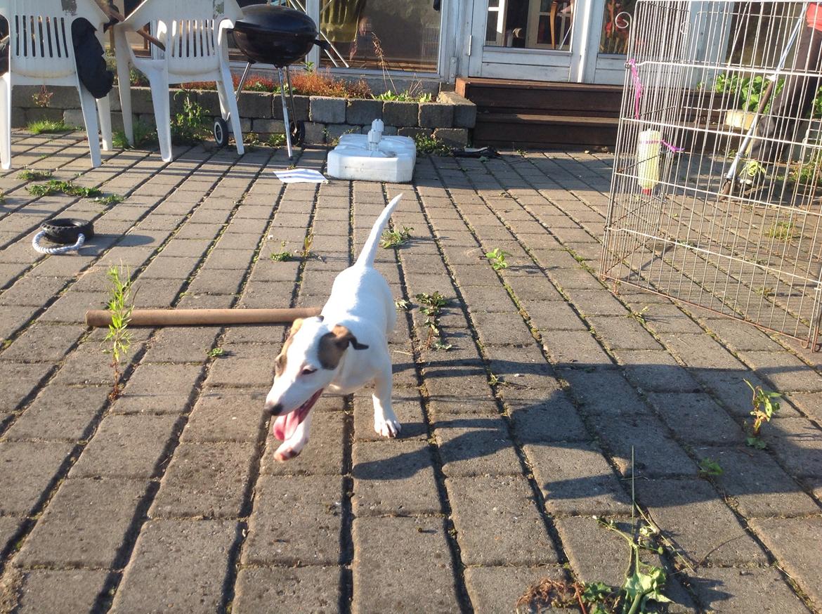 Jack russell terrier Amy billede 15