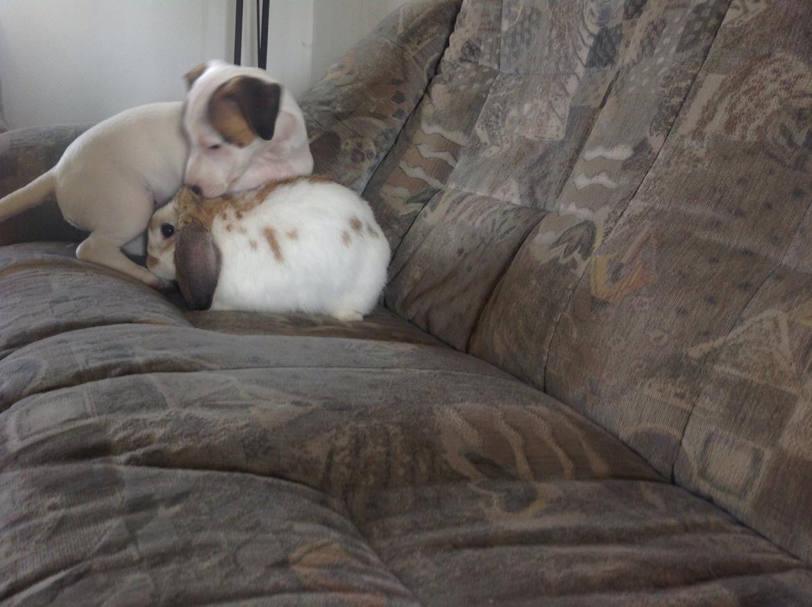 Jack russell terrier Amy billede 12