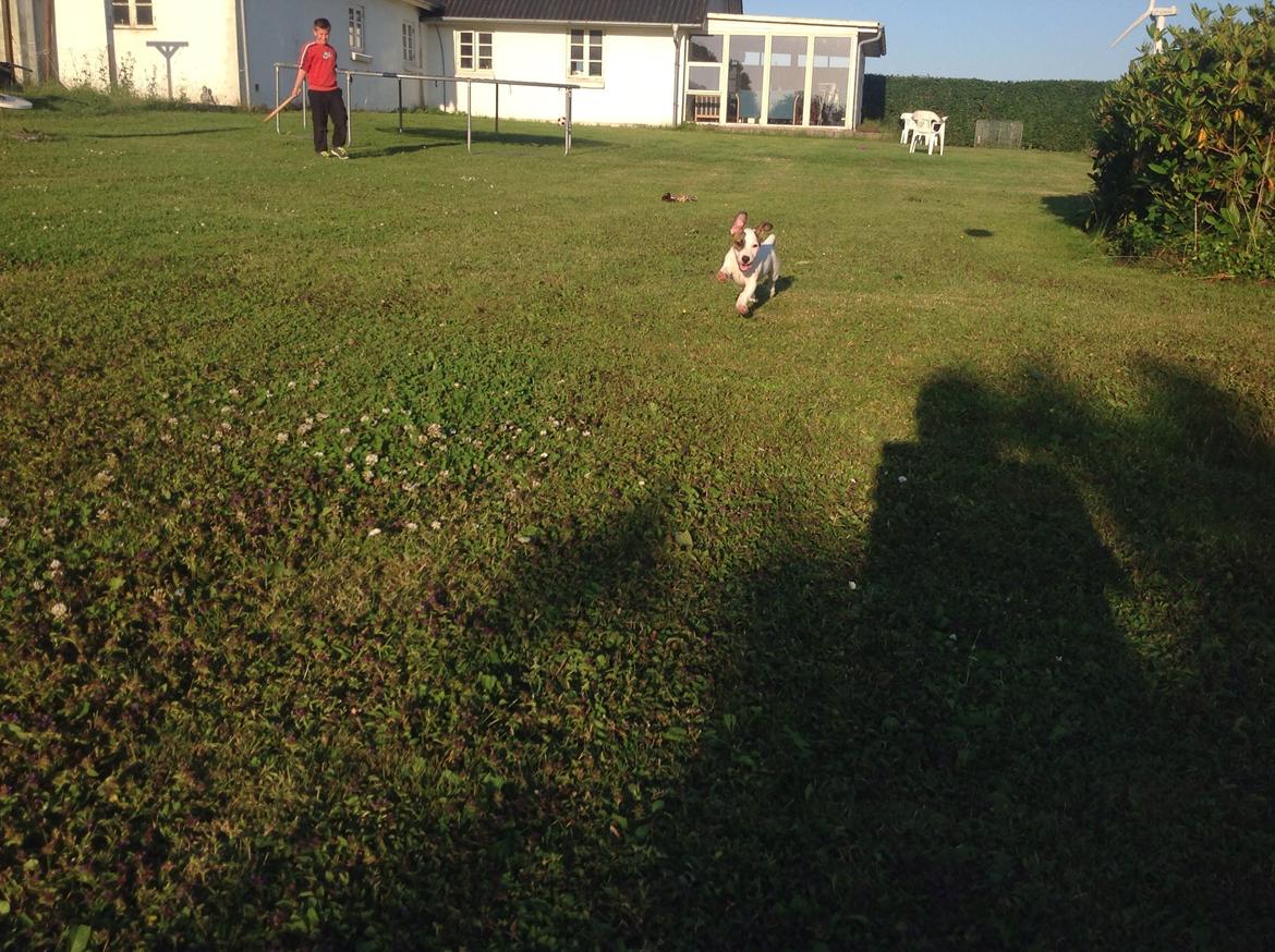 Jack russell terrier Amy billede 17