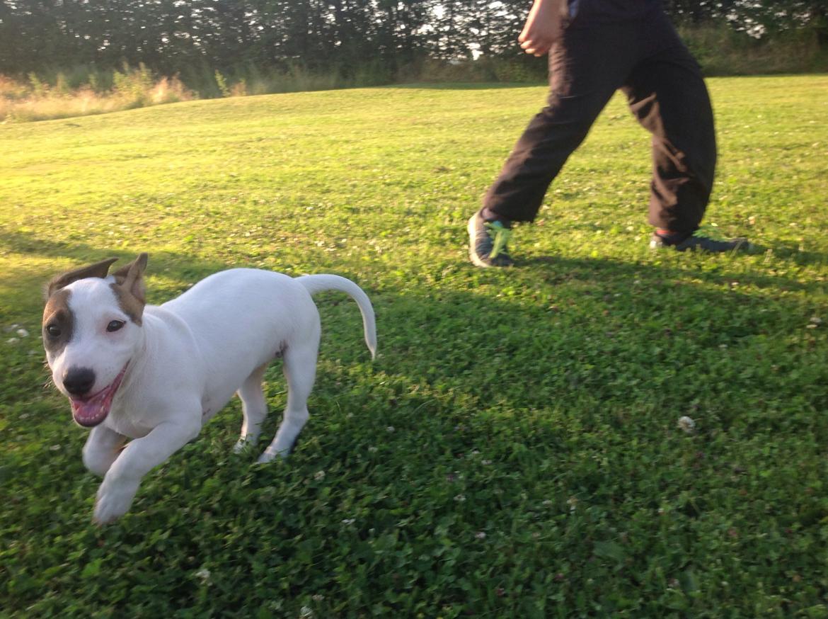 Jack russell terrier Amy billede 18