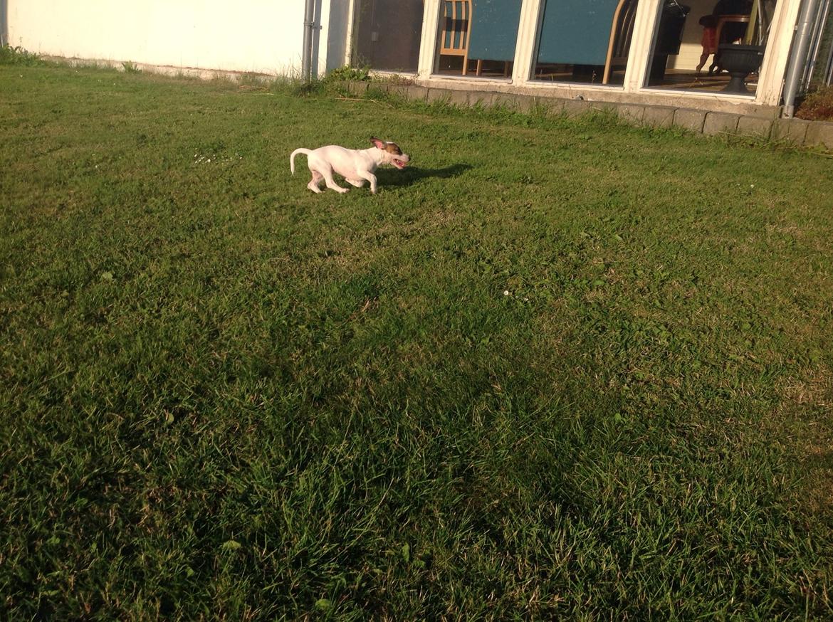 Jack russell terrier Amy billede 16