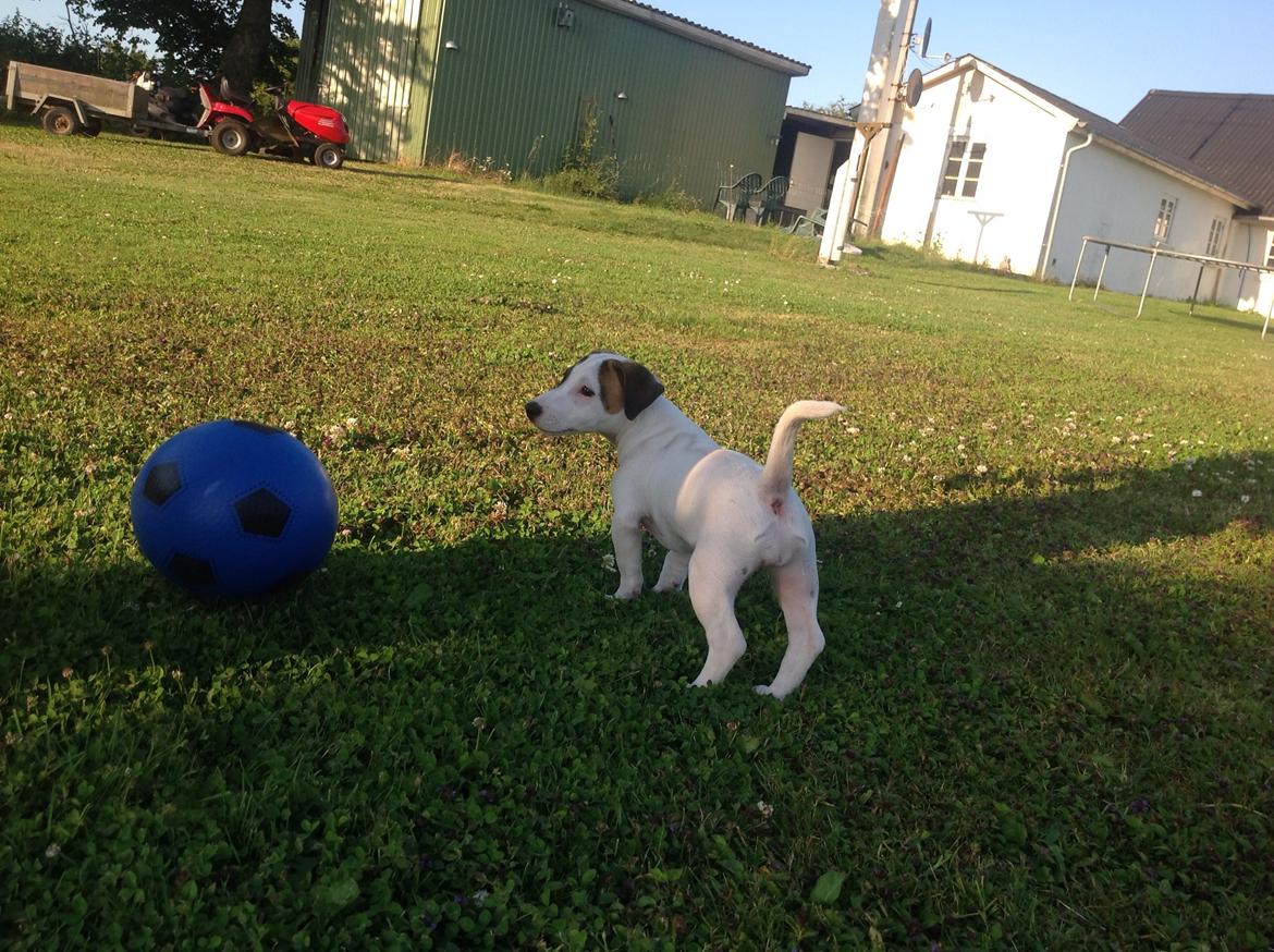 Jack russell terrier Amy billede 19