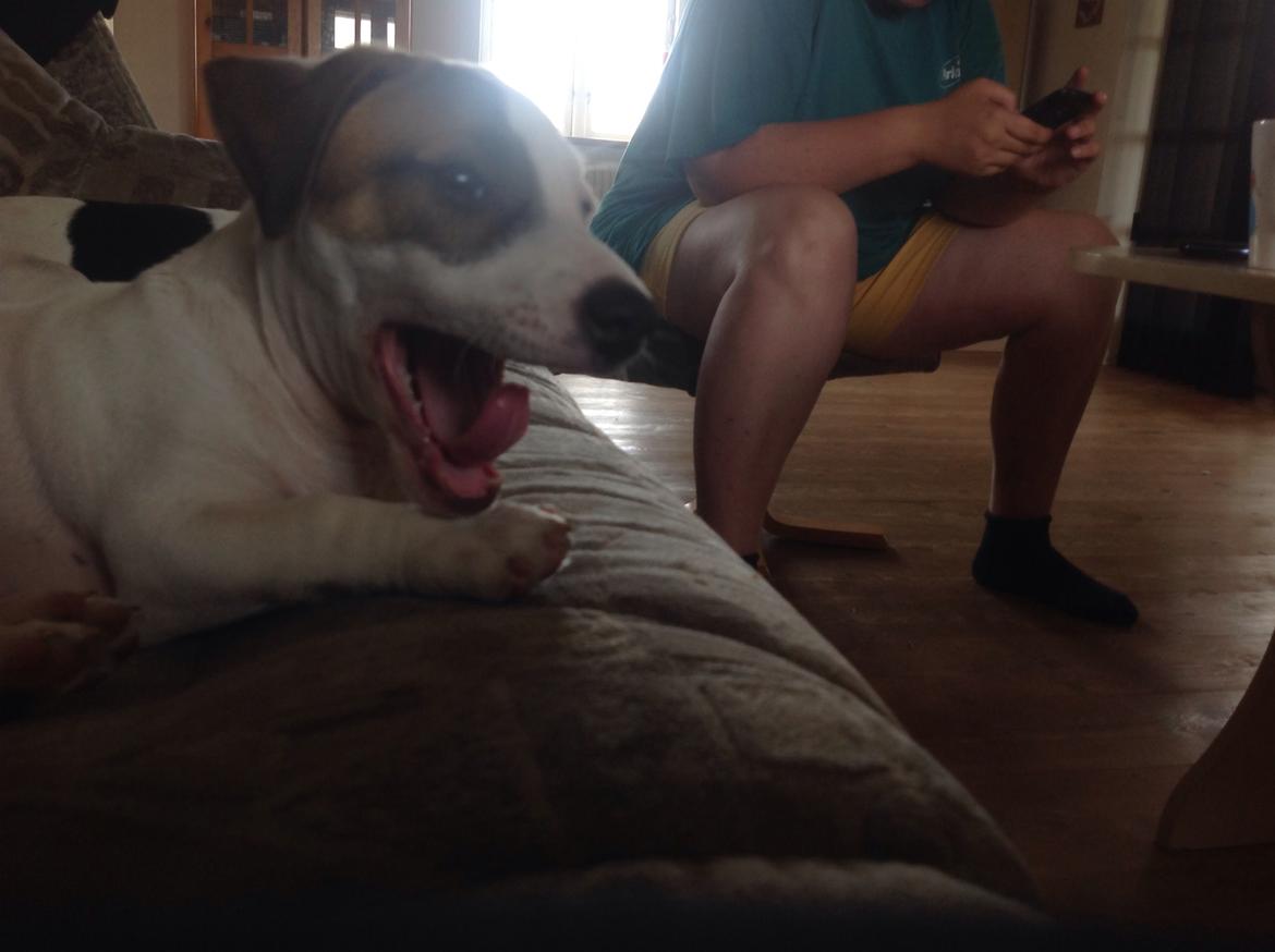 Jack russell terrier Amy billede 21