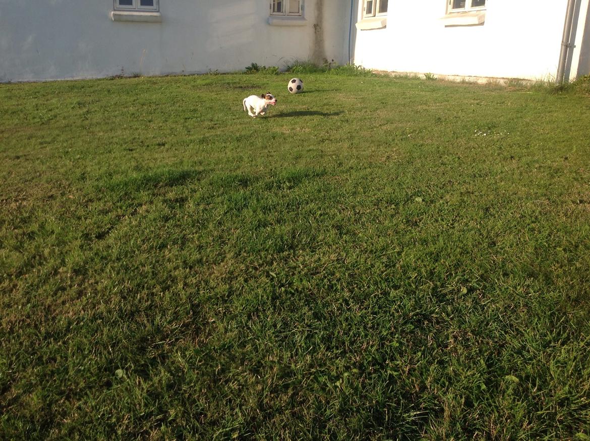 Jack russell terrier Amy billede 22