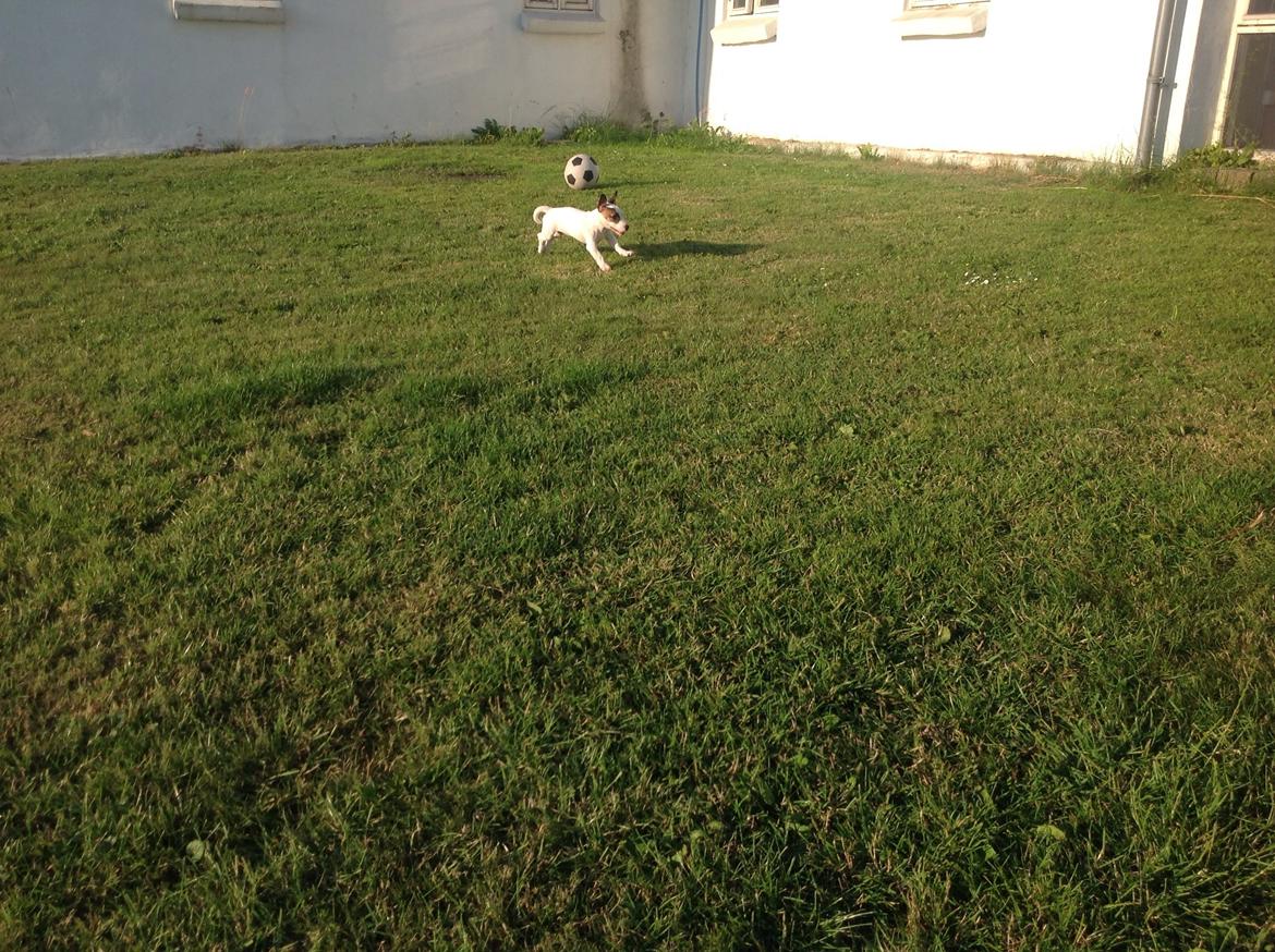 Jack russell terrier Amy billede 23