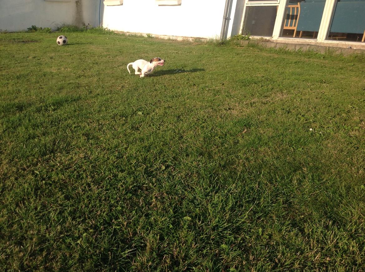 Jack russell terrier Amy billede 24