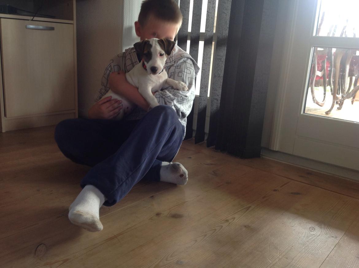 Jack russell terrier Amy billede 20