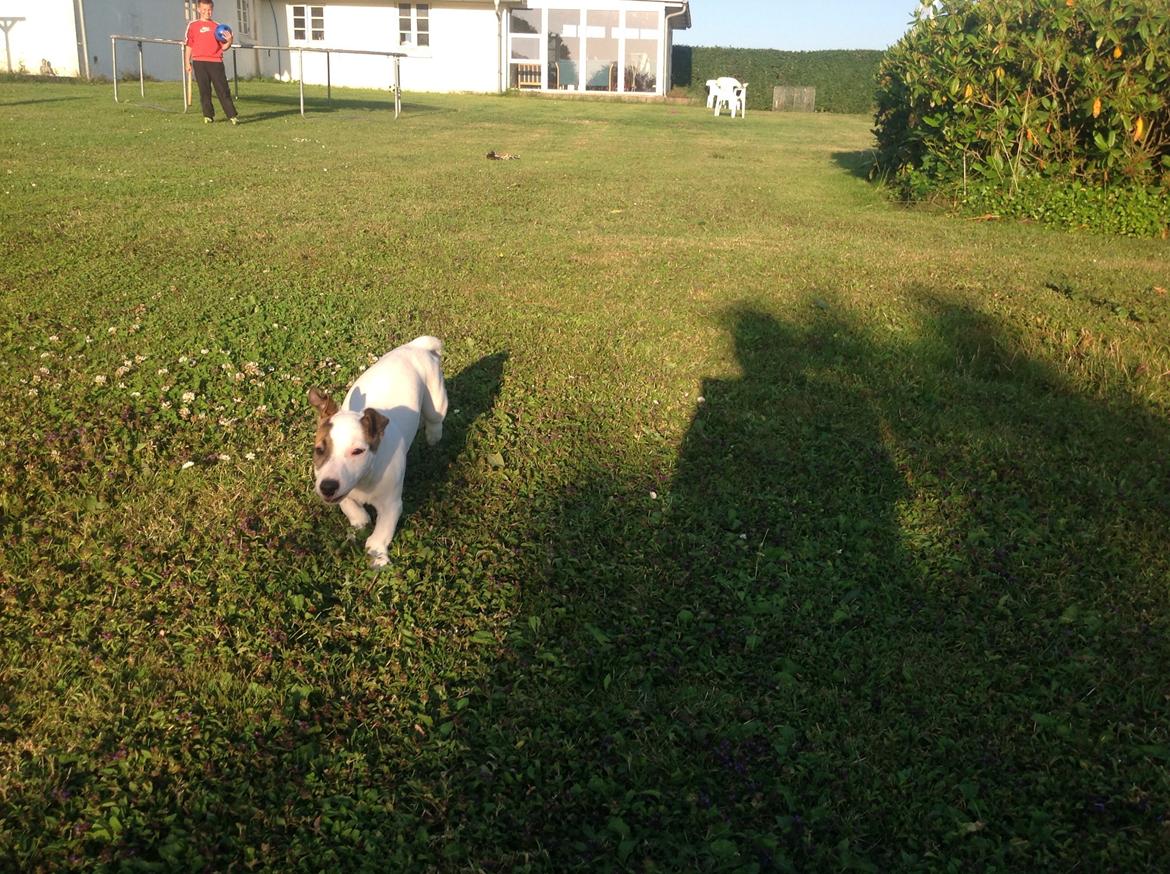 Jack russell terrier Amy billede 26