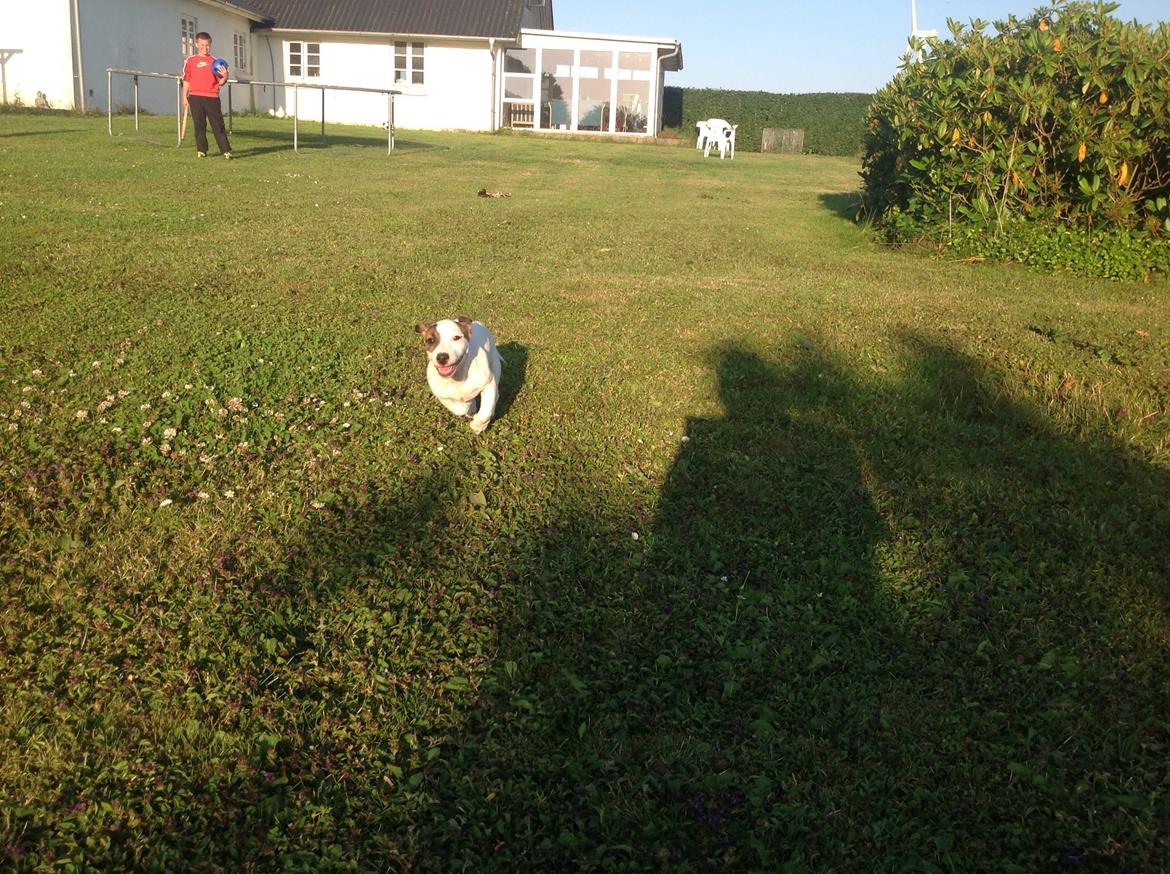 Jack russell terrier Amy billede 25