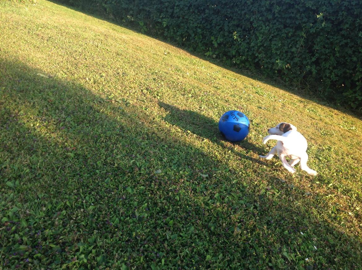 Jack russell terrier Amy billede 28