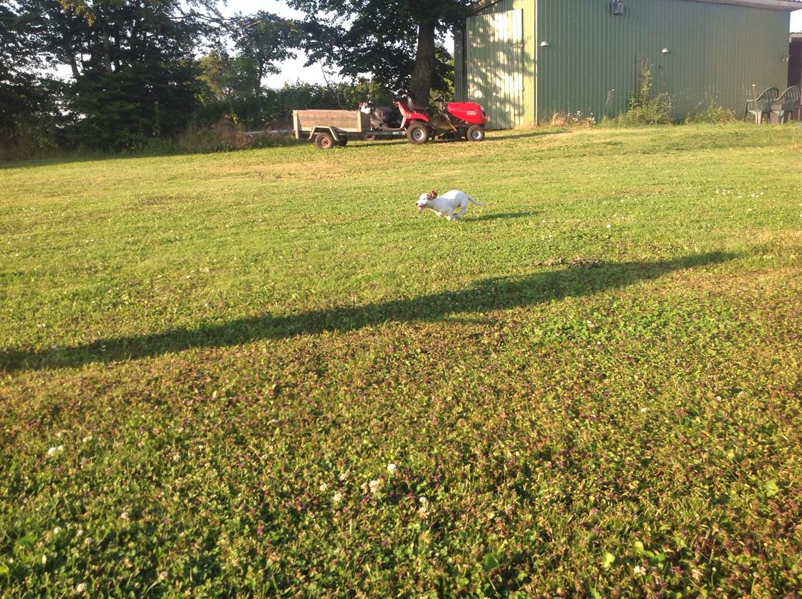 Jack russell terrier Amy billede 29