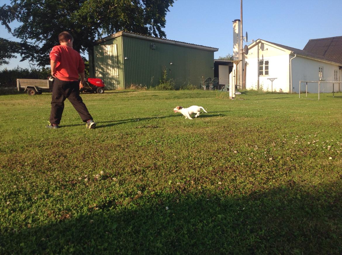 Jack russell terrier Amy billede 30