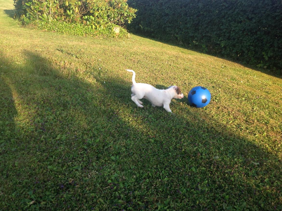 Jack russell terrier Amy billede 27