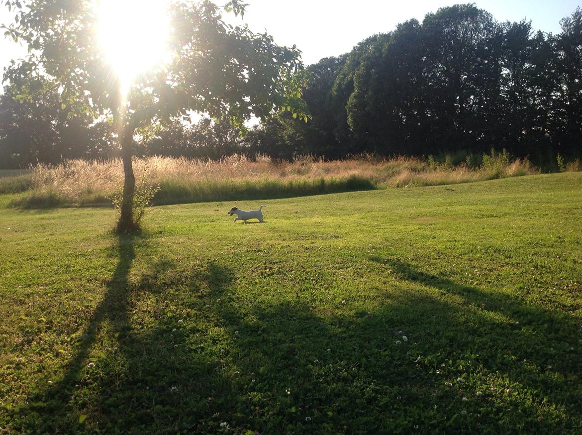 Jack russell terrier Amy billede 31