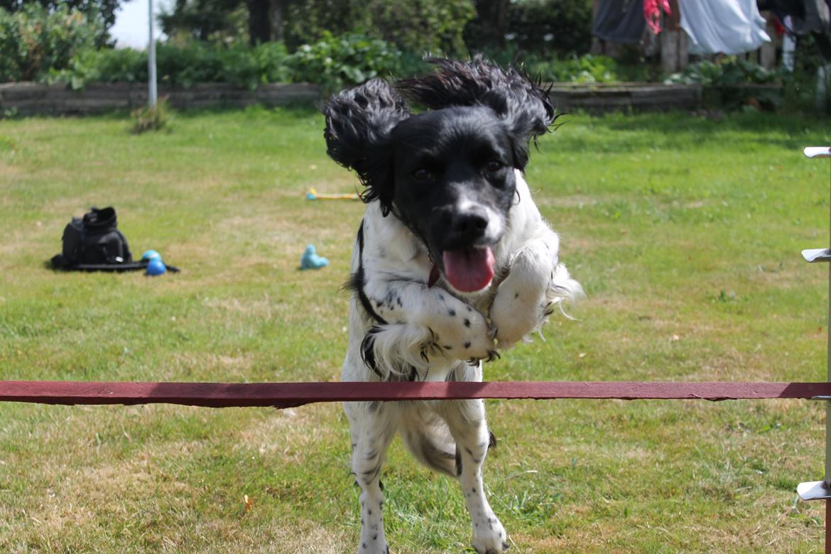 Engelsk springer spaniel Puk billede 6