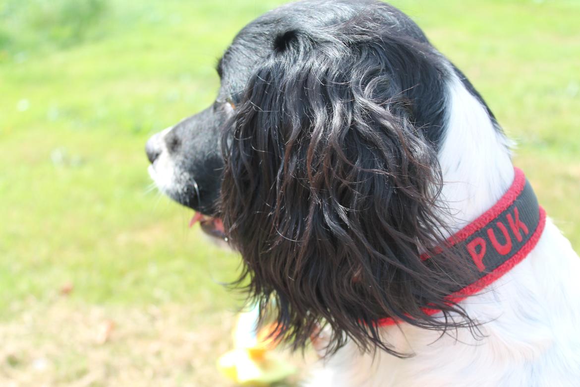 Engelsk springer spaniel Puk billede 4