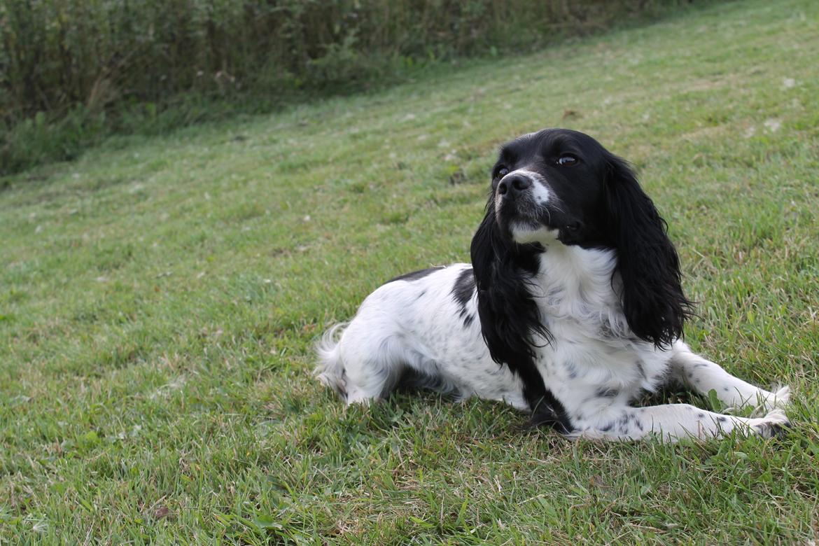 Engelsk springer spaniel Puk billede 9