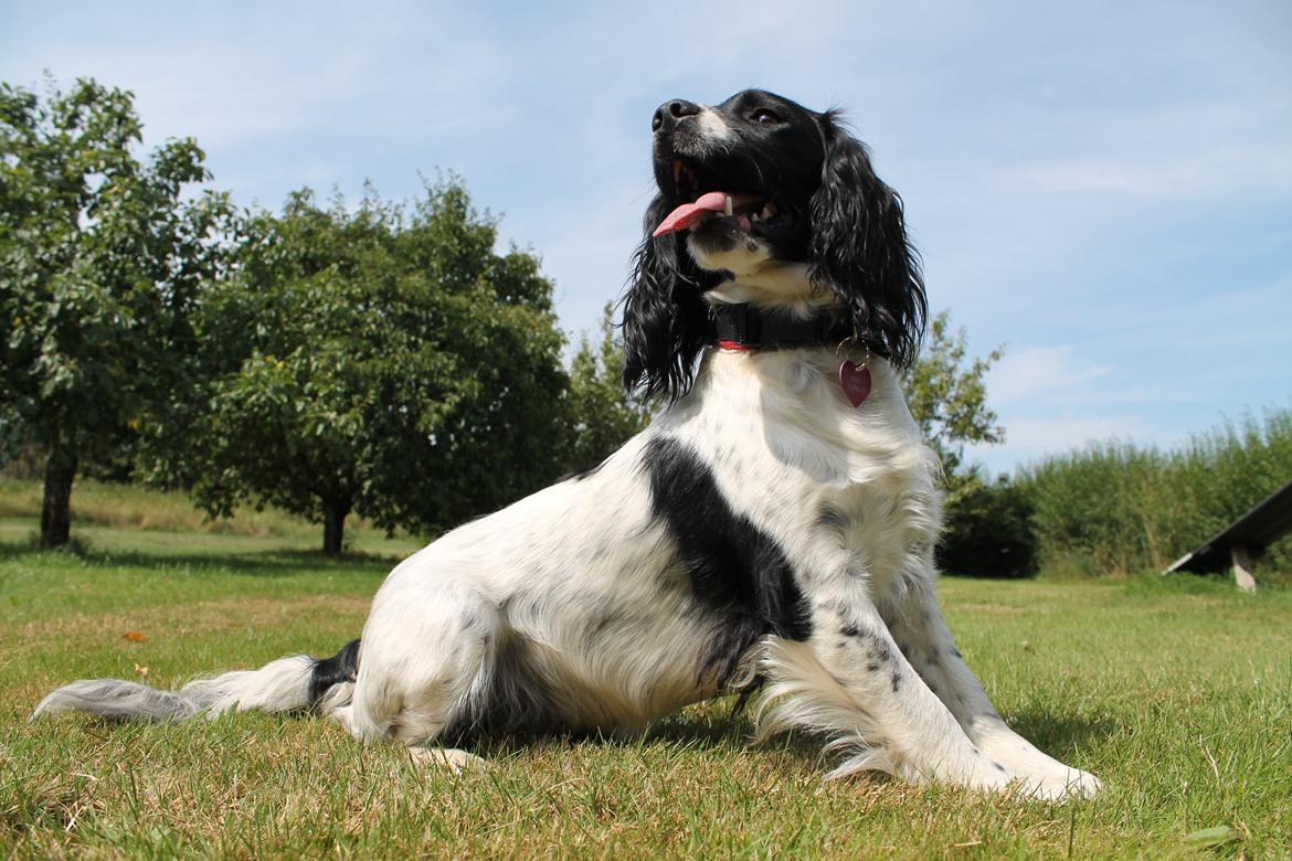 Engelsk springer spaniel Puk billede 5