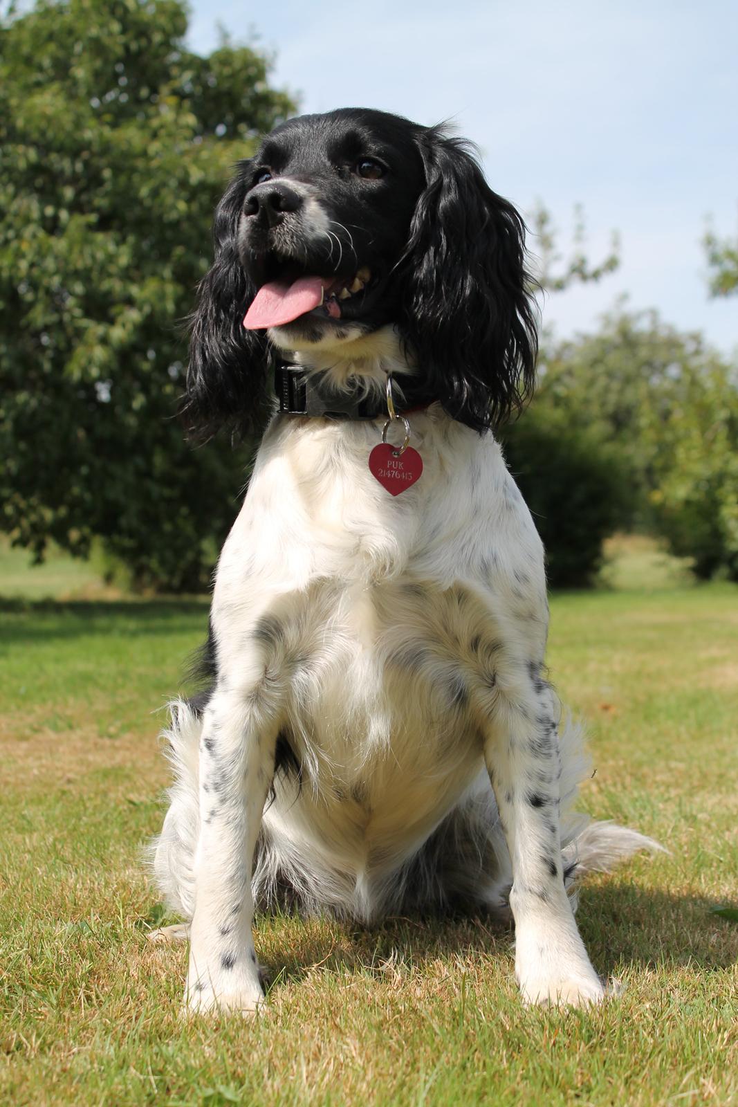 Engelsk springer spaniel Puk billede 2
