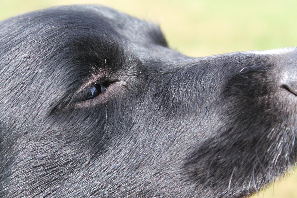Engelsk springer spaniel Puk billede 7