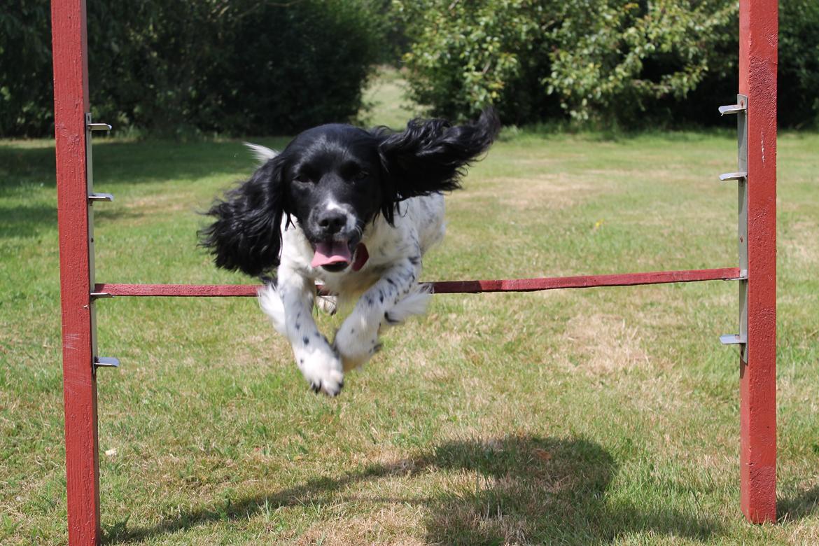 Engelsk springer spaniel Puk billede 8