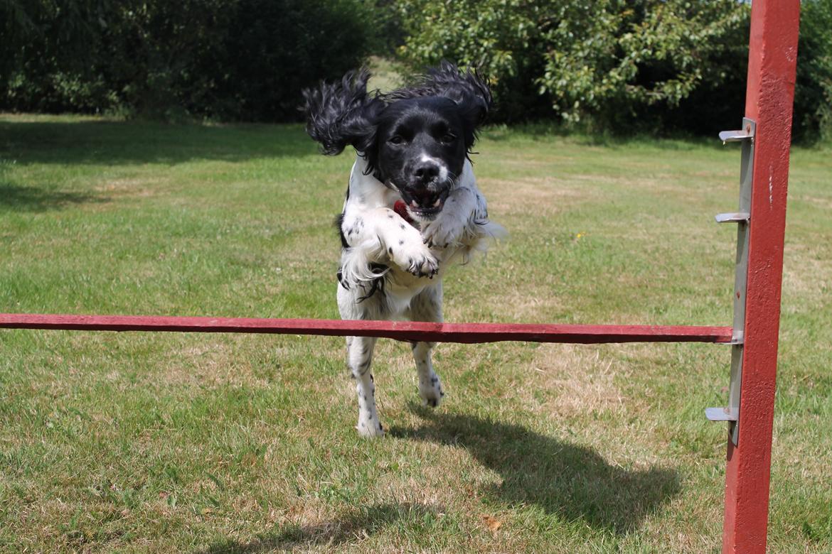 Engelsk springer spaniel Puk billede 10
