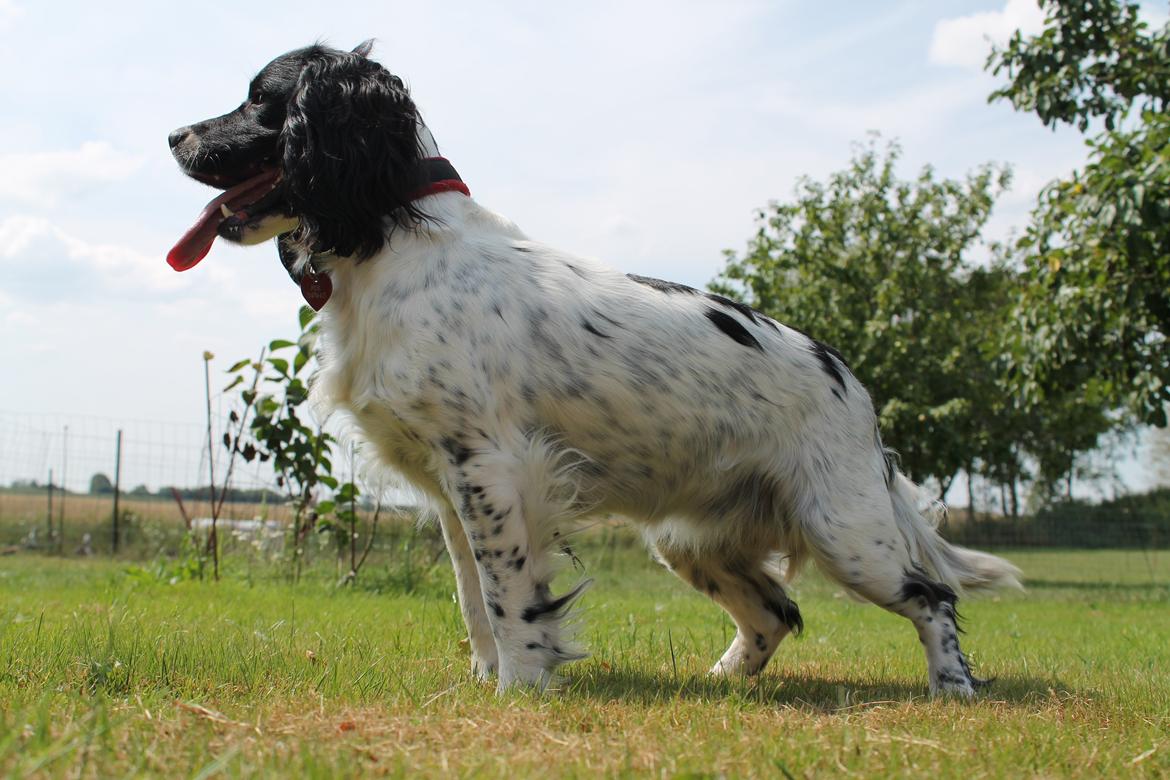 Engelsk springer spaniel Puk billede 3