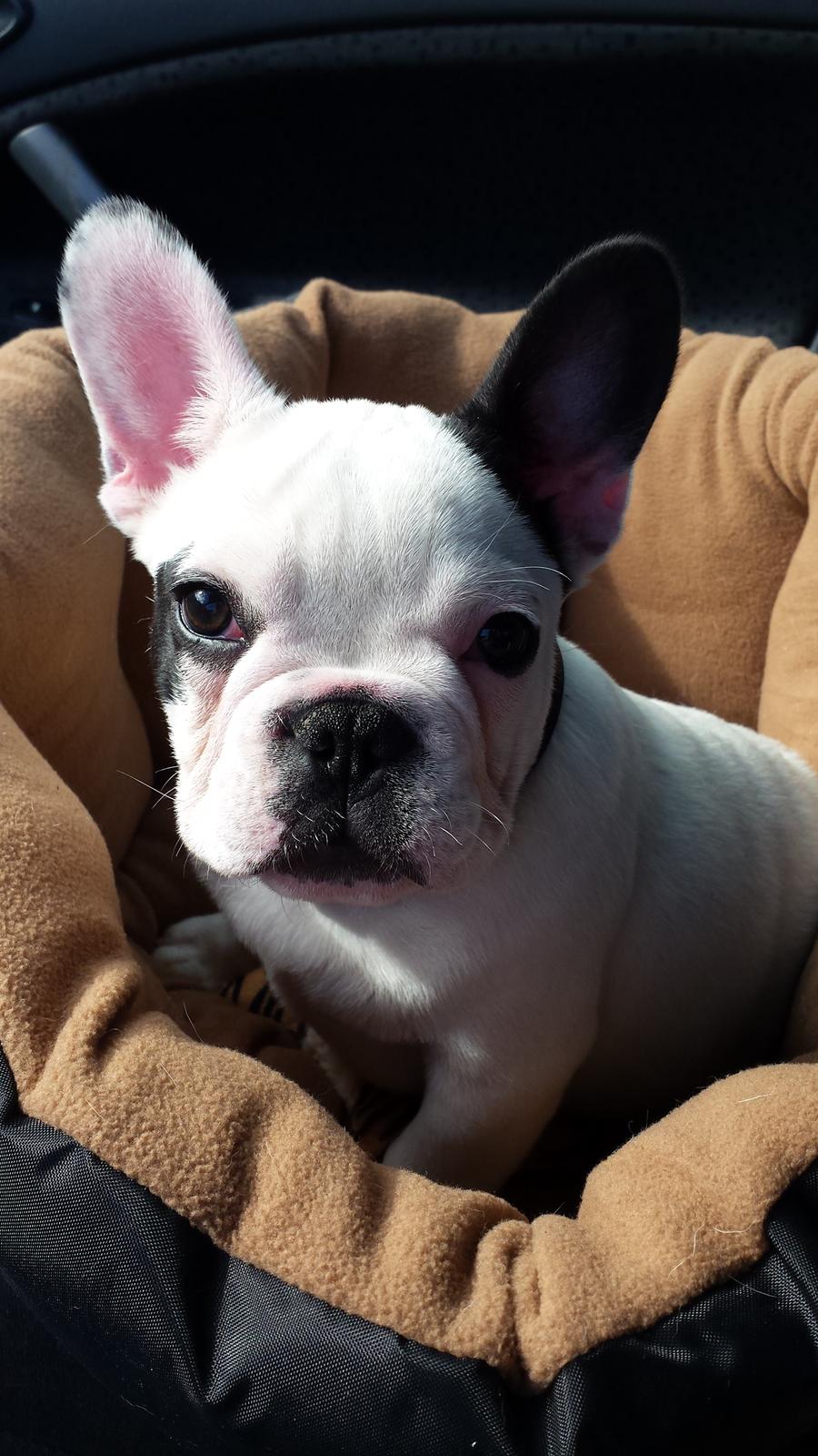 Fransk bulldog Amazing Shawn ( Spotty ) billede 6