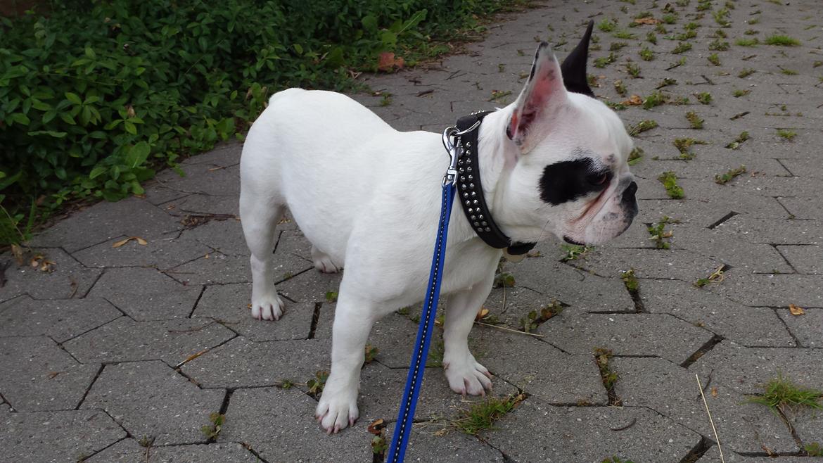 Fransk bulldog Amazing Shawn ( Spotty ) billede 8