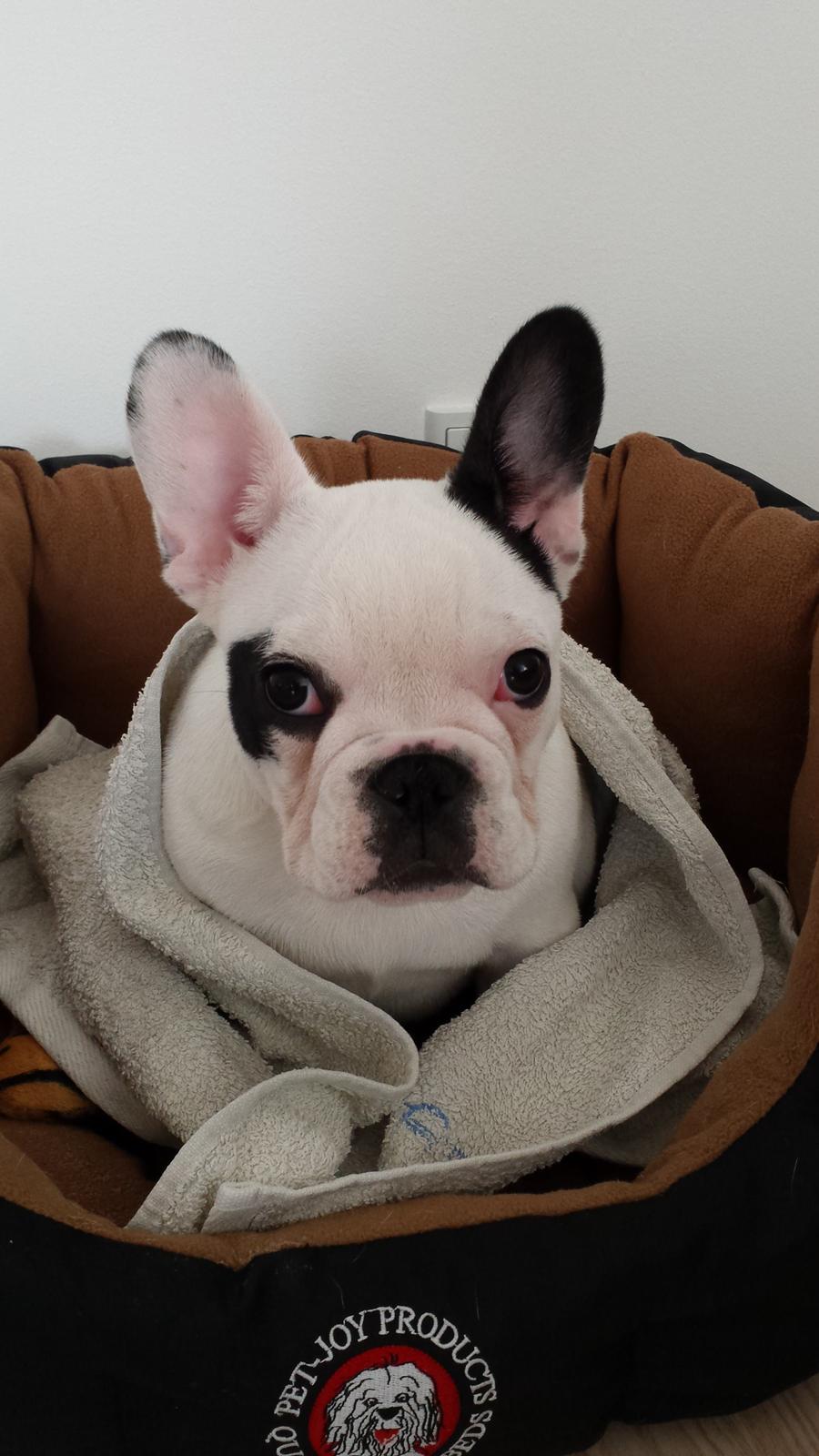 Fransk bulldog Amazing Shawn ( Spotty ) billede 5