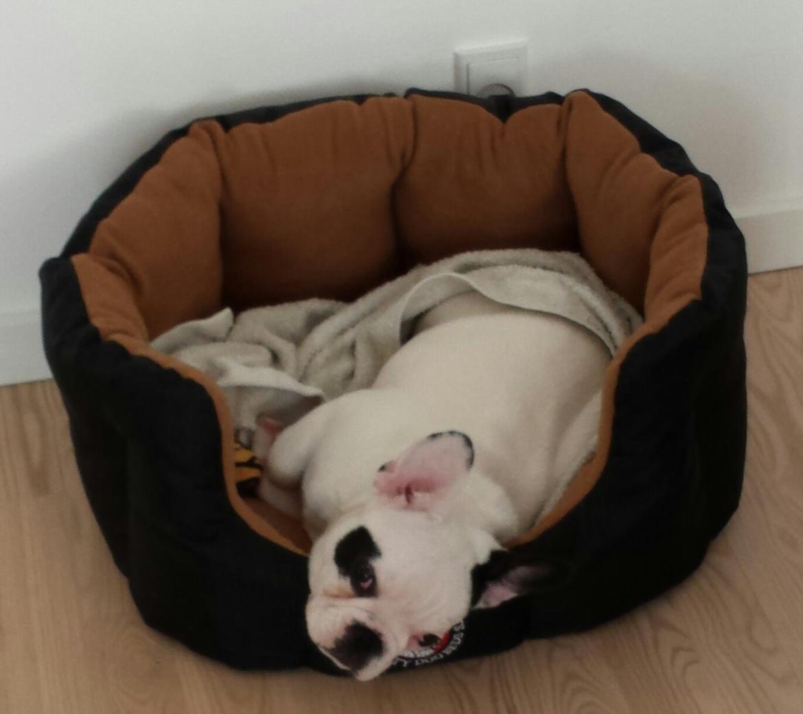 Fransk bulldog Amazing Shawn ( Spotty ) billede 3