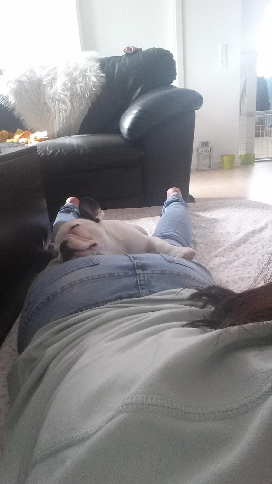 Fransk bulldog Amazing Shawn ( Spotty ) billede 2