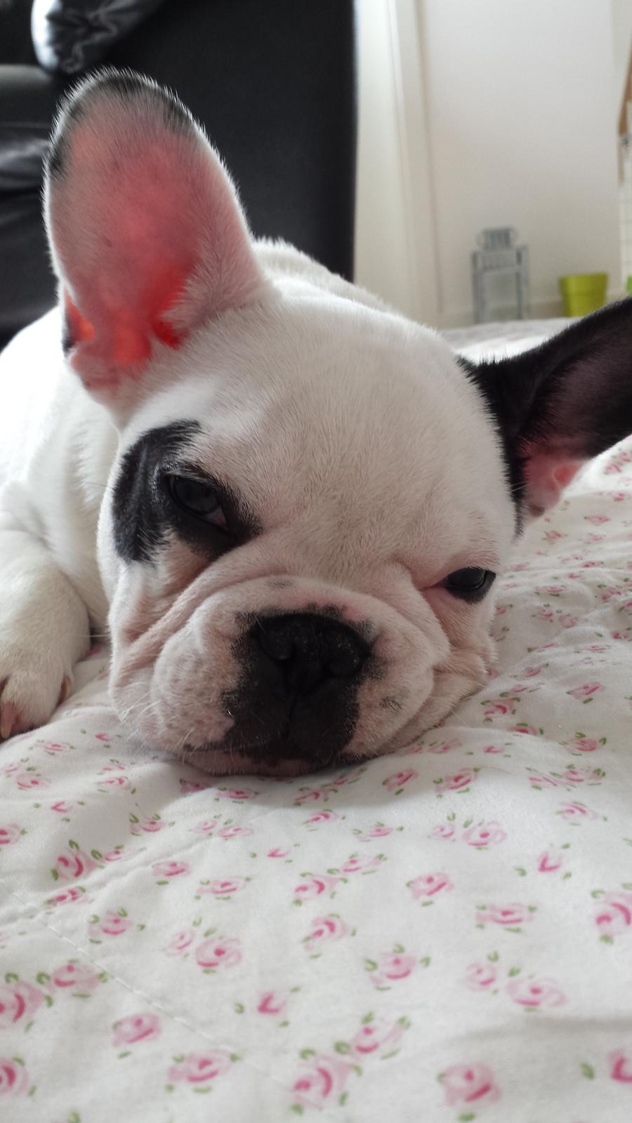 Fransk bulldog Amazing Shawn ( Spotty ) billede 1