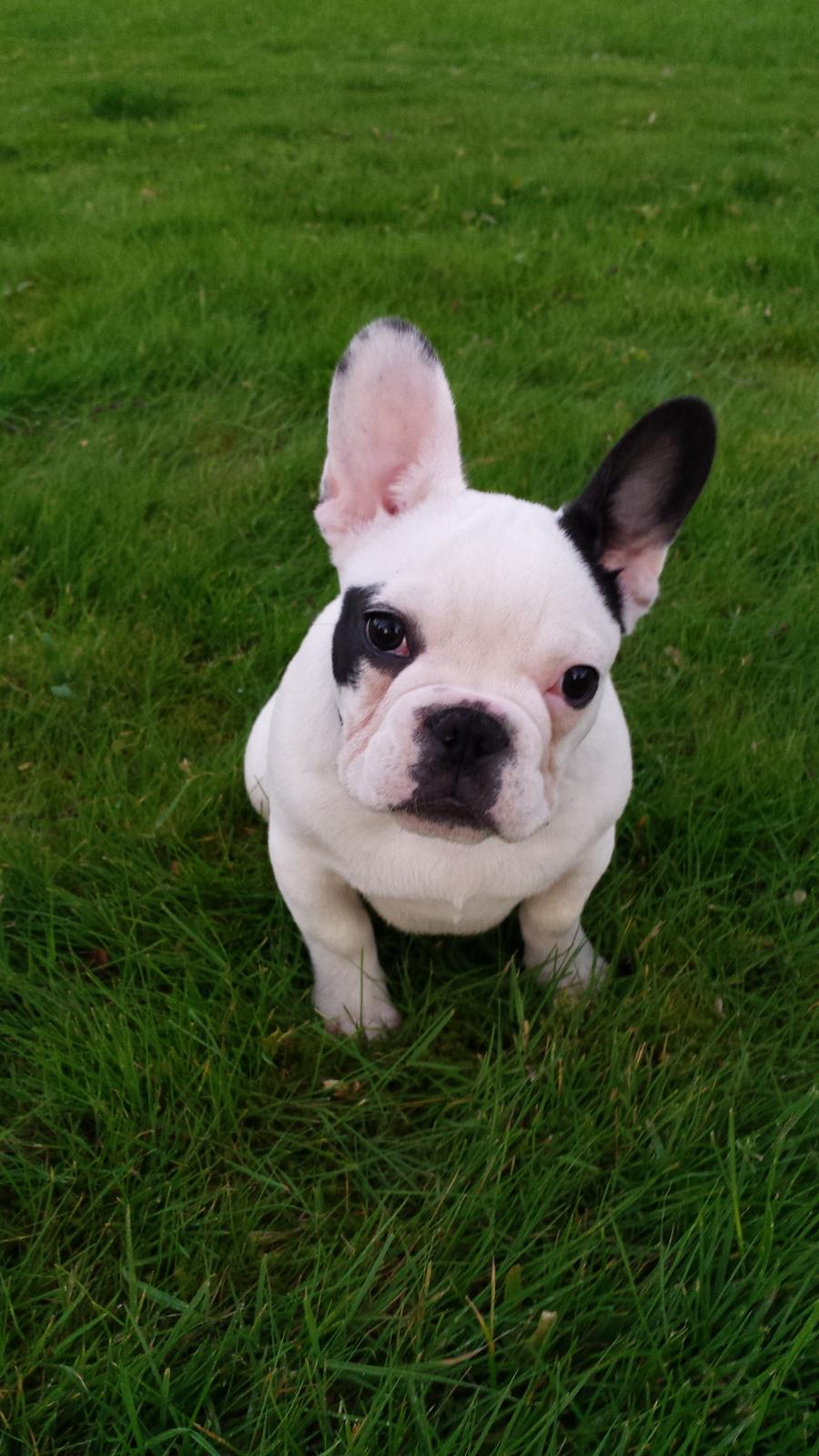 Fransk bulldog Amazing Shawn ( Spotty ) billede 4