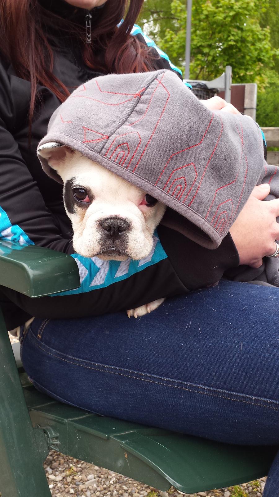 Fransk bulldog Amazing Shawn ( Spotty ) billede 10