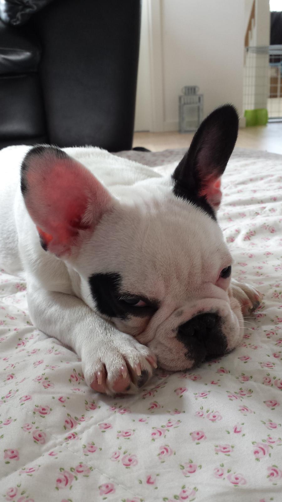 Fransk bulldog Amazing Shawn ( Spotty ) - Eeeeej stop nu med de billeder  ,,, Jeg er træææææææt ;) ZzzzZzz billede 9