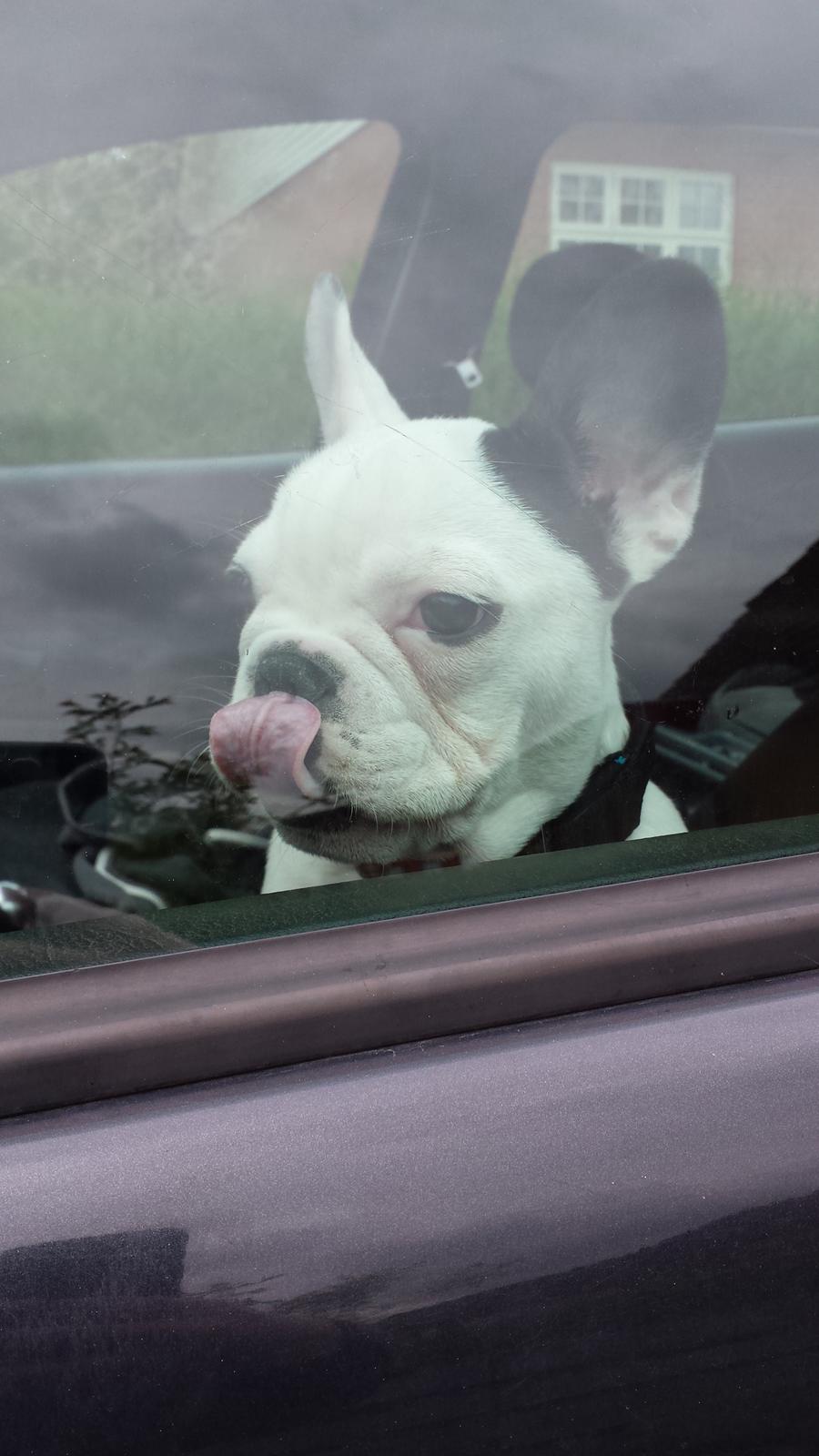 Fransk bulldog Amazing Shawn ( Spotty ) - Nananana...    skøre hund :) billede 12