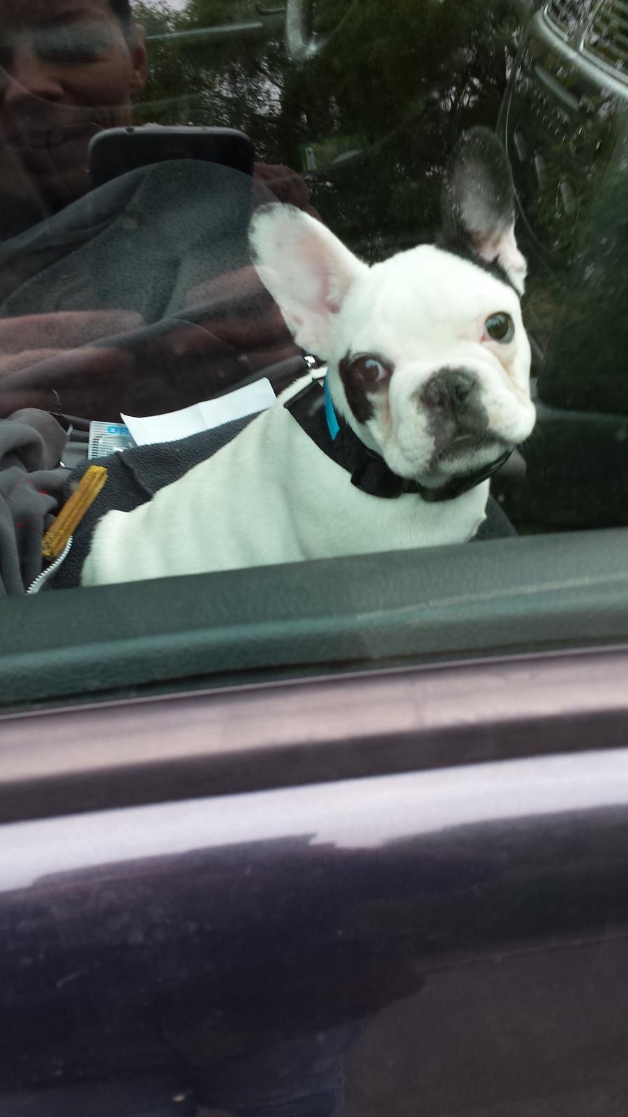 Fransk bulldog Amazing Shawn ( Spotty ) billede 13