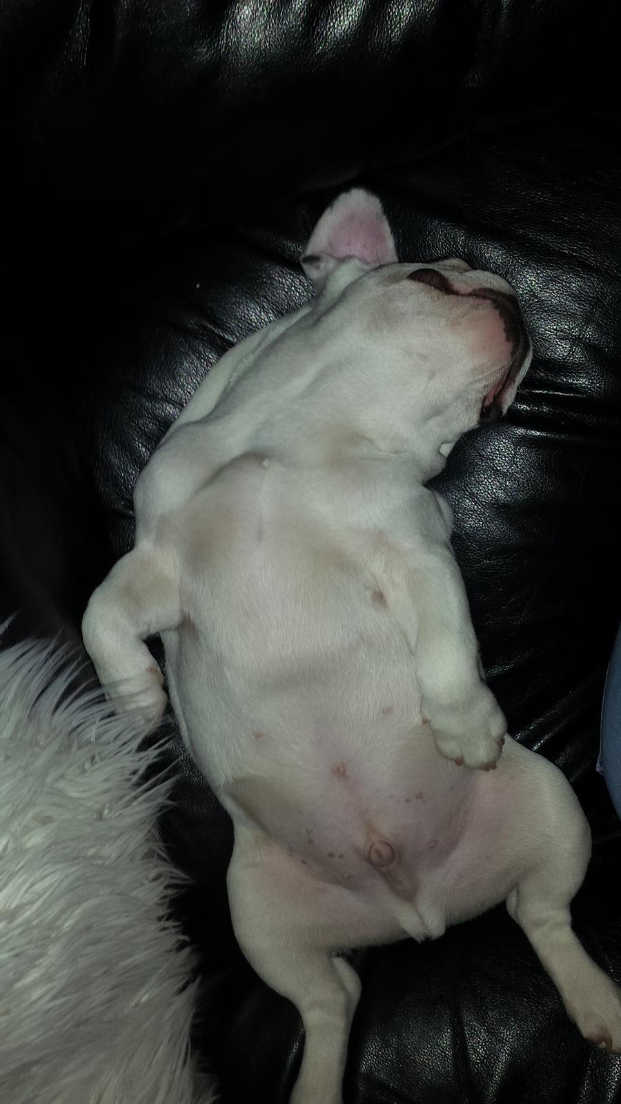 Fransk bulldog Amazing Shawn ( Spotty ) billede 15