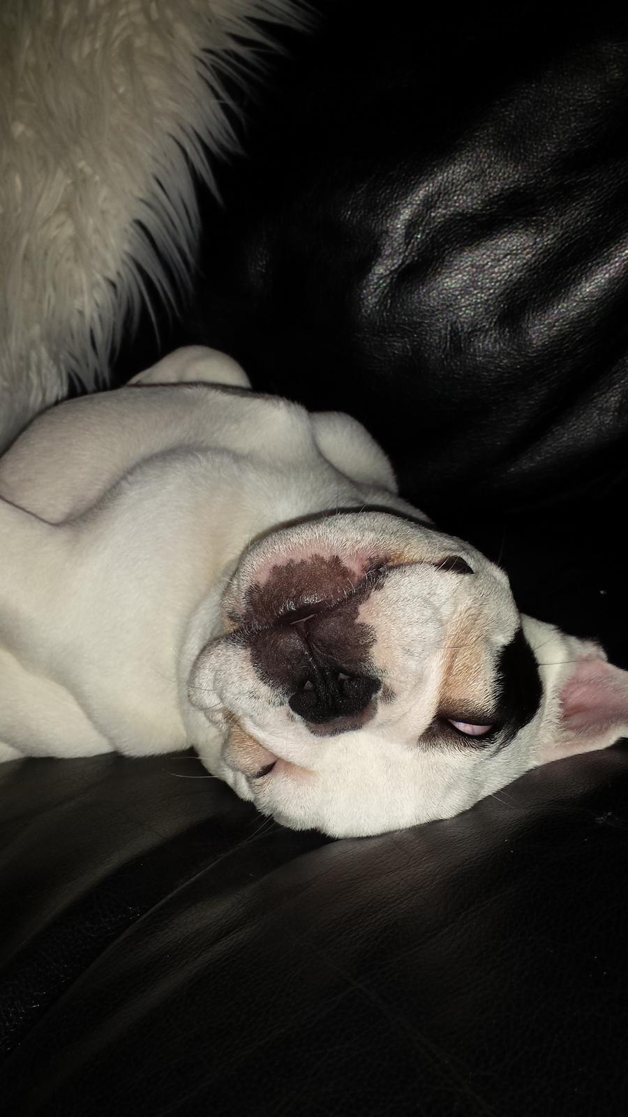 Fransk bulldog Amazing Shawn ( Spotty ) - ZzzzZZZzzz sover såååååååå skønt ,,  billede 16