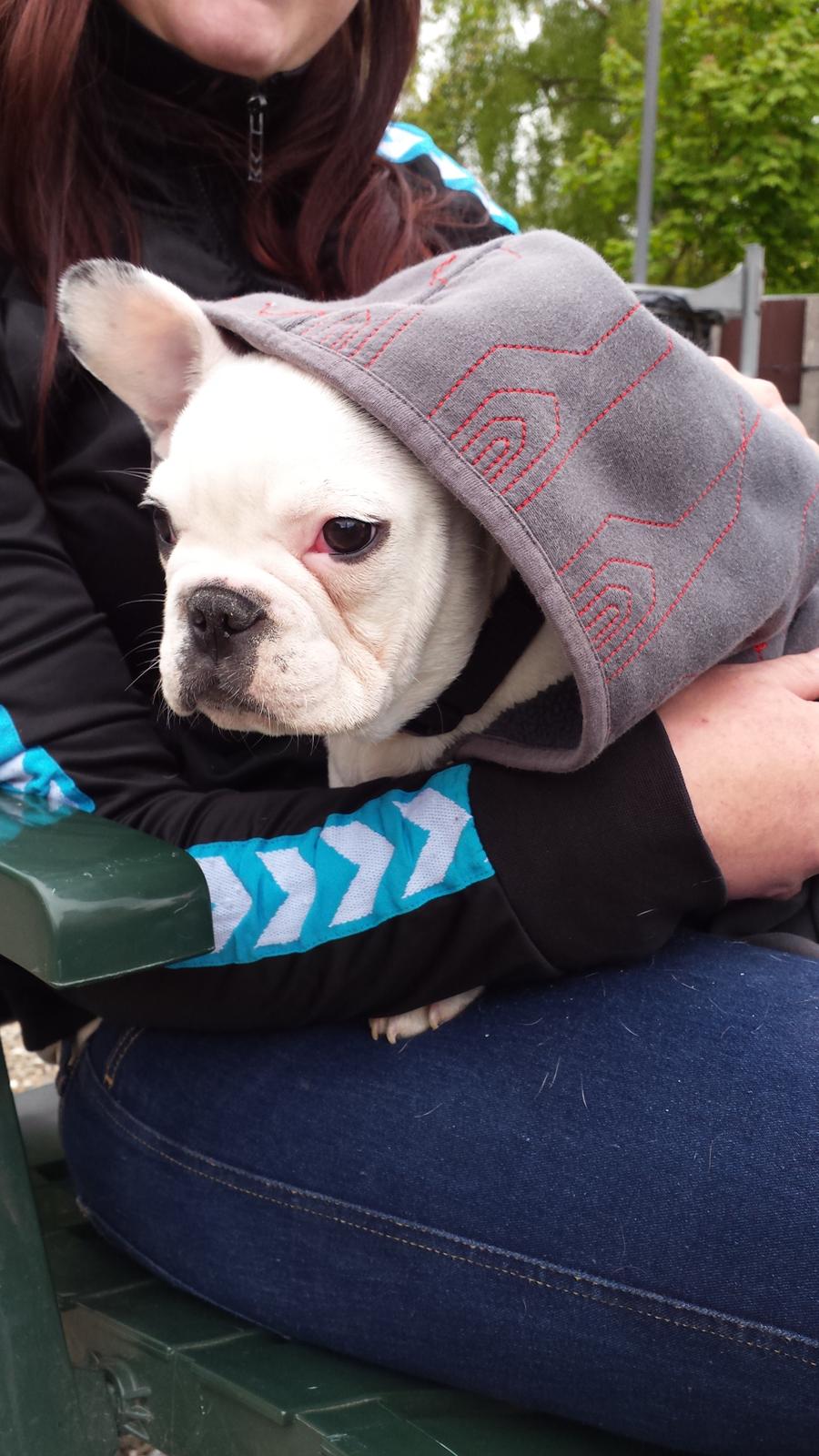 Fransk bulldog Amazing Shawn ( Spotty ) billede 11