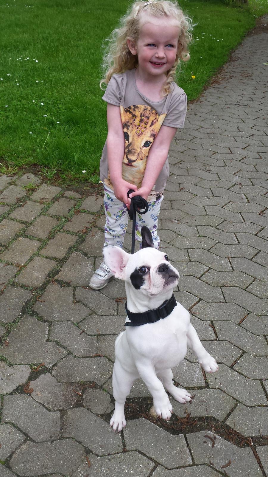 Fransk bulldog Amazing Shawn ( Spotty ) billede 18