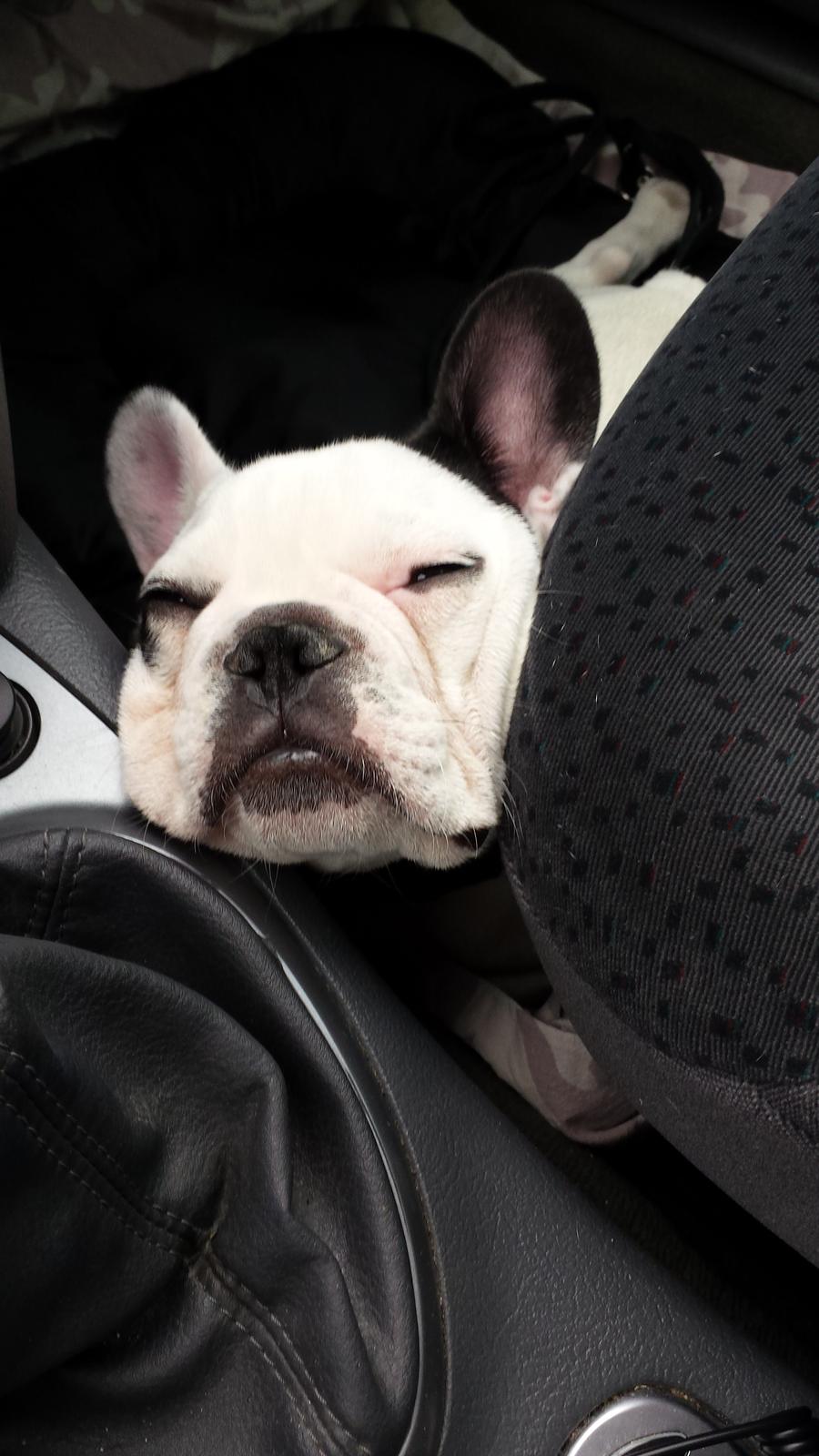 Fransk bulldog Amazing Shawn ( Spotty ) - Sååå man gået kold i bilen efter en tur i byen & se Amerikaner biler ,,,, ZZzzZZzz billede 19