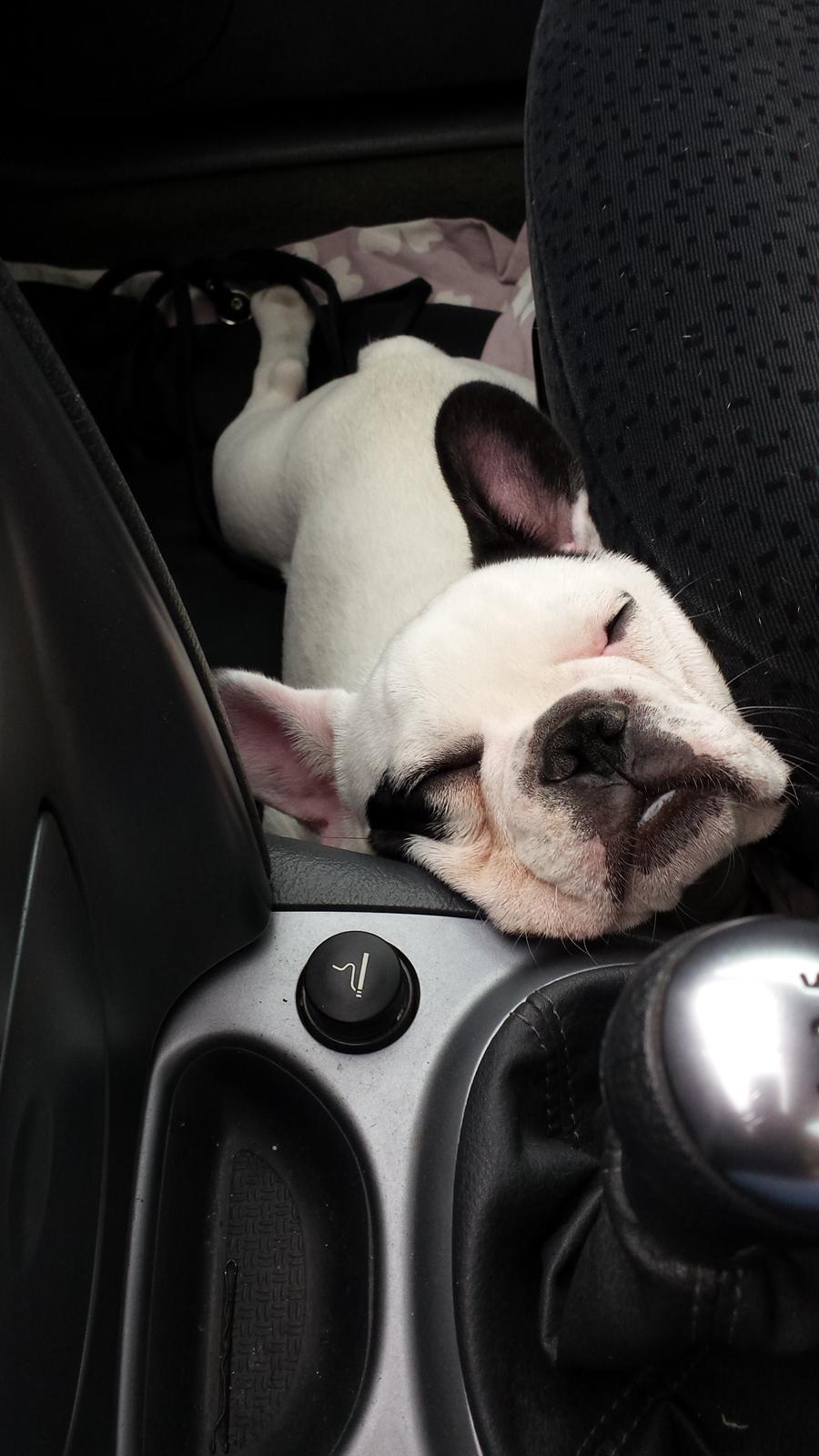 Fransk bulldog Amazing Shawn ( Spotty ) billede 20