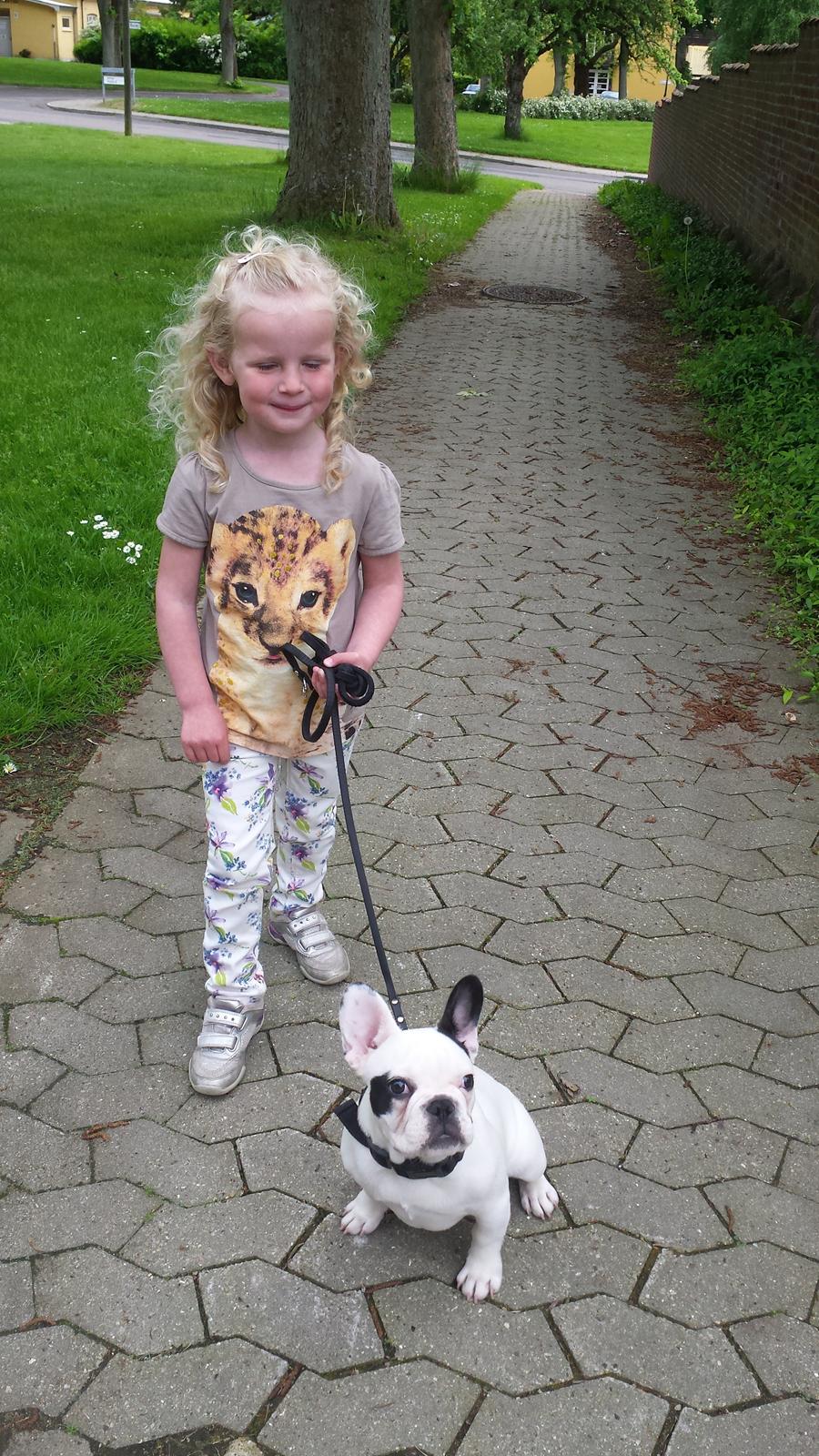 Fransk bulldog Amazing Shawn ( Spotty ) billede 17