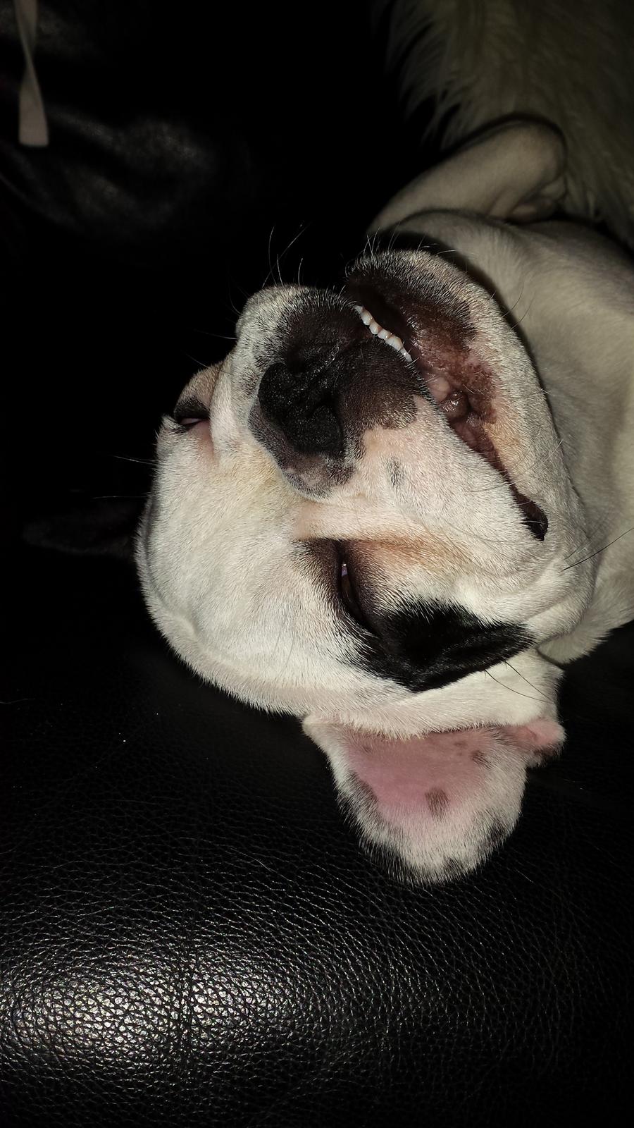 Fransk bulldog Amazing Shawn ( Spotty ) - Spotty sover fantastisk ,,,, ZZZzzzZZZzzz billede 24